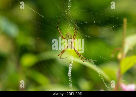 Eine Wespe Spider (Argiope bruennichi), ist auf ihrem Netz im Garten ruhend. Stockfoto