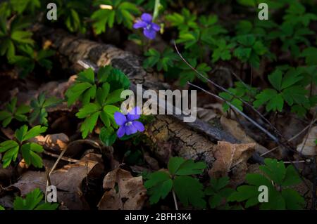 Blick aus dem hohen Winkel auf Viola riviniana (gewöhnliches Hundelake), das im Schatten des Waldes wächst Stockfoto