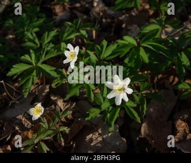 Blick aus dem hohen Winkel auf Blüten und Blätter aus Holz Anemone Blüten (Anemone nemorosa) in einem schattigen deutschen Wald Stockfoto