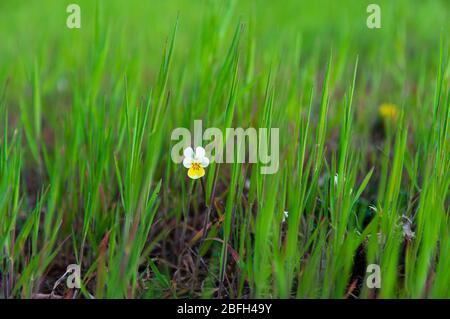 Niedrige Winkelansicht auf einfeldrigen Stiefmütterchen (Viola arvensis) zwischen frischen jungen Grashalmen Stockfoto