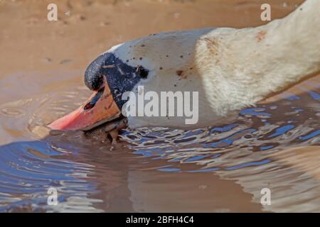 Schwan trinkt schlammiges Wasser Stockfoto