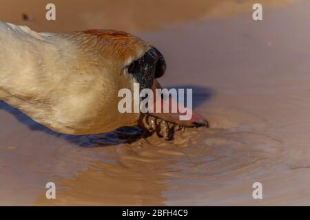 Schwan trinkt schlammiges Wasser Stockfoto
