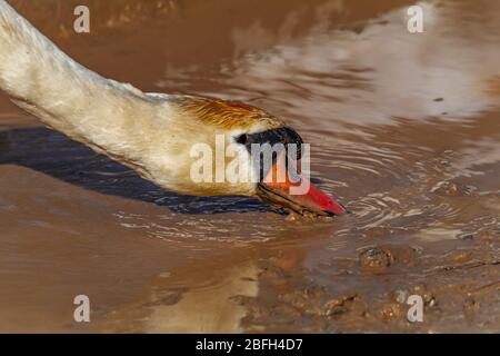Schwan trinkt schlammiges Wasser Stockfoto