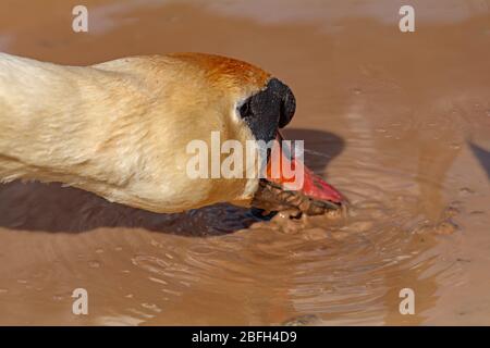 Schwan trinkt schlammiges Wasser Stockfoto