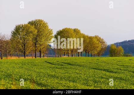 Reihe von jungen Eichelbäumen auf der Seite einer Straße neben einem Feld mit jungen Körnern Stockfoto