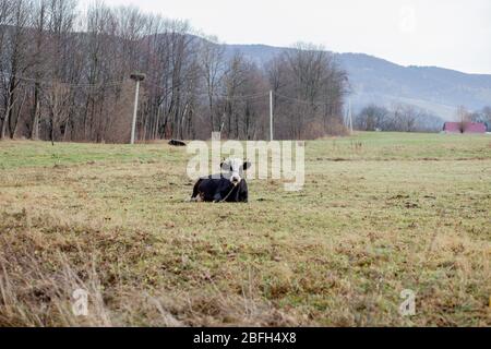 Schwarz / Weiß-Kuh auf dem grünen Rasen, horizontale Ansicht liegend Stockfoto
