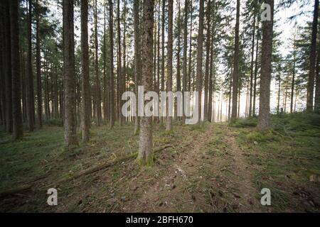 Mystischer Wald im deutschen Schwarzwald. Stockfoto