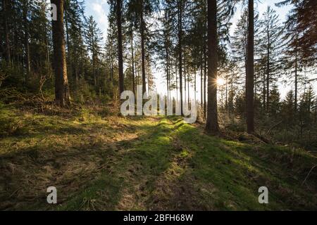 Mystischer Wald im deutschen Schwarzwald. Stockfoto