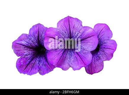 Lila Petunia isoliert auf weißem Hintergrund. Petunia ist eine blühende Pflanze, die aus Südamerika stammt. Die beliebte Blume mit dem gleichen Namen erhalten Stockfoto