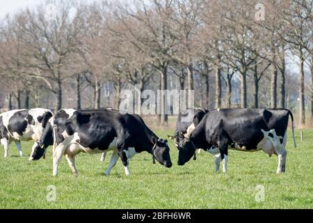 Kühe grasen auf einer grünen Frühlingswiese. Viehzucht, Weiden Friesland, Niederlande. Stockfoto