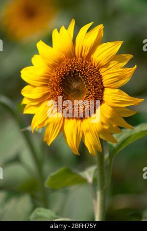 SonnenblumenArten aus Thailand, die die Bauern Pflanzen, um Samen zu