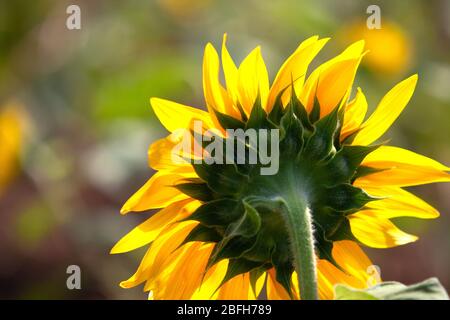 Sonnenblumen-Arten aus Thailand, die die Bauern Pflanzen, um Samen zu bekommen, um Sonnenblumenöl zu proportionalen. Stockfoto