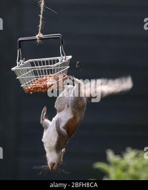 London, Großbritannien. April 2020. Grauhörnchen nimmt die Herausforderung der Fütterung von einem Nusskorb aus schwingen Baumzweig im Garten vor dem Springen und eine weiche Landung auf dem Rasen. Quelle: Malcolm Park/Alamy Live News. Stockfoto