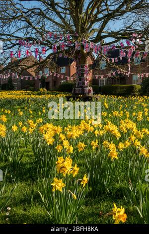 Großbritannien, England, Cheshire, Astbury, Frühling, Narzissen auf Dorfgrün mit Union-Flagge affe auf Baum Stockfoto