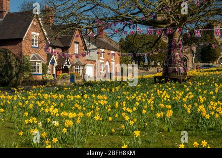 Großbritannien, England, Cheshire, Astbury, Frühling, Narzissen auf Dorfgrün Stockfoto