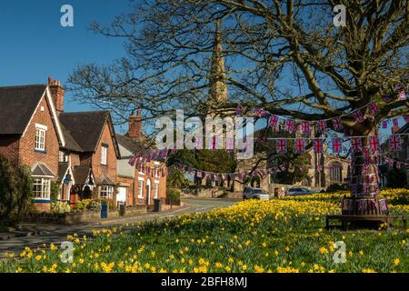 Großbritannien, England, Cheshire, Astbury, Frühling, Narzissen auf dem Dorfgrün und St. Mary’s Church Stockfoto