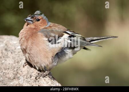 Buchfinkenvogel (Fringilla coelebs) mit Kopfverletzung sitzt auf einem Felsen in Rastatt, Deutschland Stockfoto