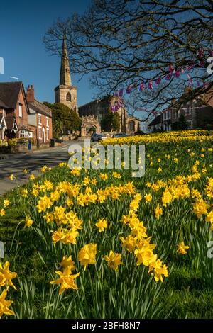 Großbritannien, England, Cheshire, Astbury, Frühling, Narzissen auf dem Dorfgrün und St. Mary’s Church Stockfoto