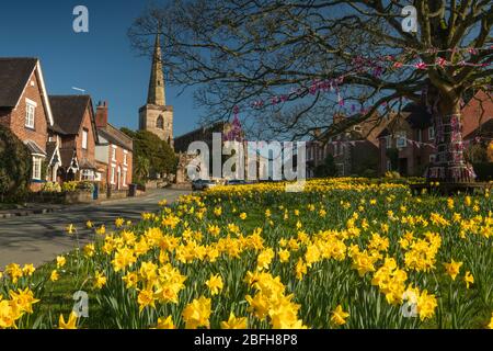 Großbritannien, England, Cheshire, Astbury, Frühling, Narzissen auf dem Dorfgrün und St. Mary’s Church Stockfoto