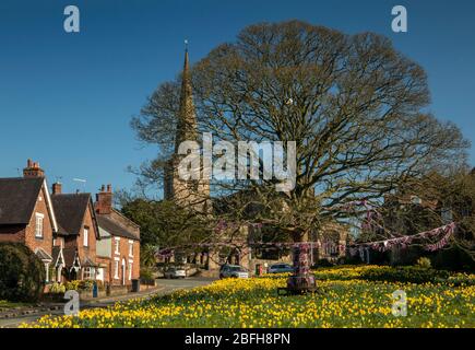 Großbritannien, England, Cheshire, Astbury, Frühling, Narzissen auf dem Dorfgrün und St. Mary’s Church Stockfoto