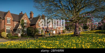 Großbritannien, England, Cheshire, Astbury, Frühling, Narzissen auf dem Dorfgrün und St. Mary’s Church, Panorama Stockfoto