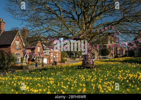 Großbritannien, England, Cheshire, Astbury, Frühling, Narzissen auf dem Dorfgrün und St. Mary’s Church Stockfoto