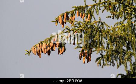 Zapfen der Fichte Picea Abies in Finnland. Stockfoto