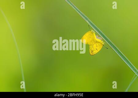 Three Spot Grass Yellow - EUREMA blanda, schöner gelber Spitzenschmetterling aus südostasiatischen Wiesen und Wäldern, Malaysia. Stockfoto