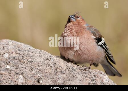 Wildbuffinch (Fringla coelebs, Finkenfamilie, Singvogel) mit Kopf- und Augenverletzung sitzt auf einem Felsen in der Natur Stockfoto