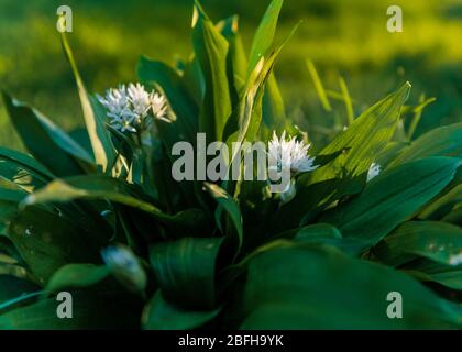 Ramsom, eine Zwiebelart, auch bekannt als Bärlauch, Holzbauch, Wildlibauch und breitblättriger Knoblauch, fotografiert am frühen Morgen. Stockfoto