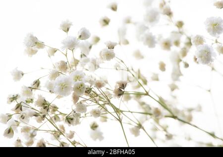 Kleine zarte Blüten auf weißem Hintergrund Nahaufnahme Stockfoto
