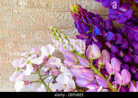 Bunte Lupinen und Phlox auf einem Holzhintergrund. Stockfoto