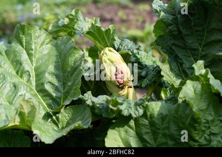 Rhabarber - Champagne Sorte wächst im Garten mit auftauchenden Blättern und Wachstum aus Samenschote. Stockfoto