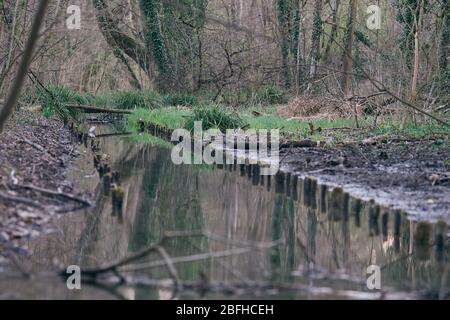 Ein markierter Wasserkanal in sumpfigen Wäldern geht in eine Sackgasse. Konzept für Landschaft und Landschaft, Natur und Natur, Wald und Wald, Umwelt und Stockfoto