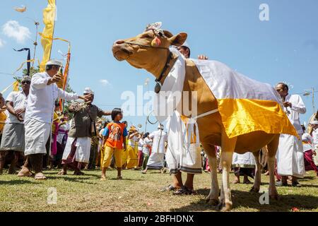 Bali, Indonesien - März 2019: Heilige Kuh in weiß-gelbes Tuch gewickelt, während der Ngaben-Messe in Bali um das Feld geführt. Stockfoto