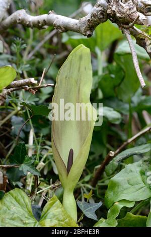 Kuckuckpint oder Lords und Ladies wächst in einem hedgerow Arum maculatum Carmarthenshire Wales Stockfoto