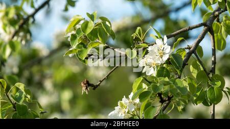 Blühende Wildbirne im Wald. Helle Wälder im Frühling. Stockfoto