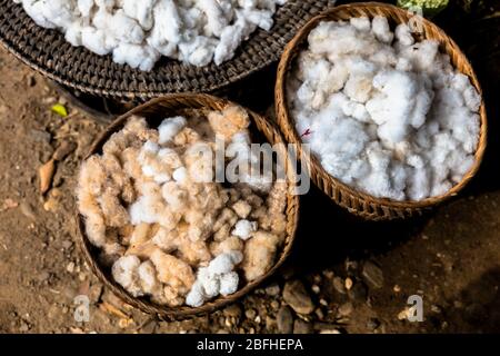 Frisch gescherte Schafwolle Flocken im Eimer Stockfoto