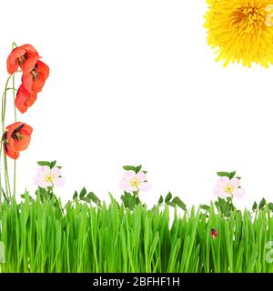 Frische Frühlingsblumen in grünem Gras isoliert auf weiß Stockfoto