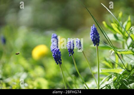 Nahaufnahme der Frühlingswiese mit Traubenhyazinthe, Blaubellen, grünem Gras und Löwenzahn im April Stockfoto