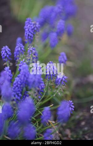 Nahaufnahme der Traubenhyazinthe, Blaubellen im April Stockfoto