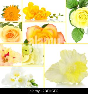 Collage aus verschiedenen schönen Blumen Stockfoto