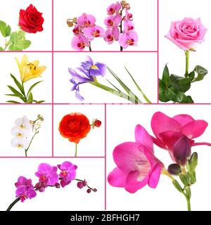 Collage von schönen Blumen Stockfoto