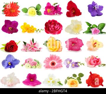 Wunderschöne Blumen auf Weiß isoliert Stockfoto
