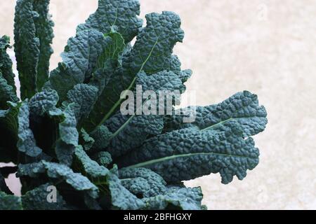 Frisch geerntet Kale Tuscan Black, Brassica oleracea vergetable Stockfoto