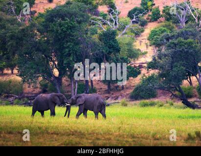 Zwei große Elefanten kämpfen im Chobe National Park, Botswana. Stockfoto