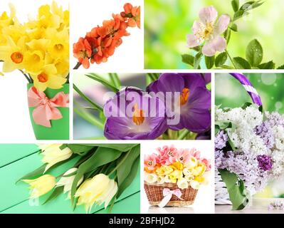 Frühling Blumen collage Stockfoto