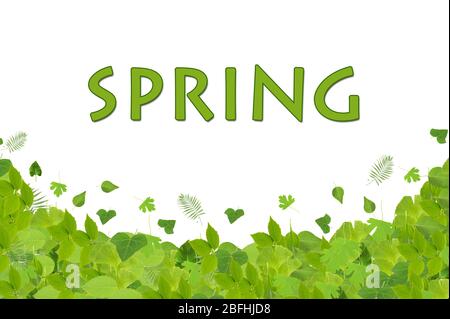 Frühlingsgrüne Blätter isoliert auf weiß Stockfoto