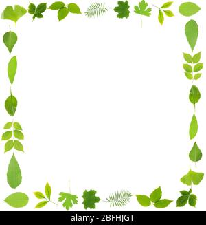 Rahmen von grünen Blättern isoliert auf weiß Stockfoto