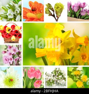 Frühling Blumen collage Stockfoto